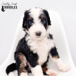 Lafayette - Tri-color male Bernedoodle puppy in Tipton, Indiana from Country Creek Doodles