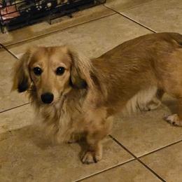 Dachshund All Grown Up from Amanda Smith