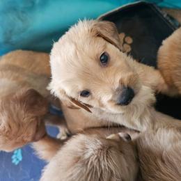 Boy 1 - Golden male Golden Retriever puppy in Lawtey, Florida from Rise and Shine Goldens