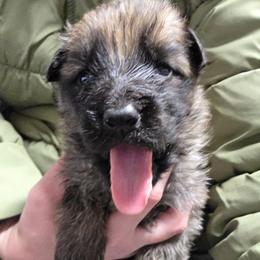 Purple Collar Girl - Sable female German Shepherd puppy in Dallas, Pennsylvania from Mountainside German Shepherds