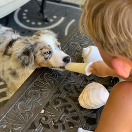 Australian Shepherd and Miniature Australian Shepherd Puppies from J&B Farms