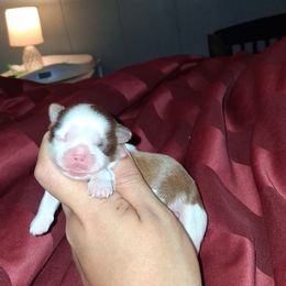 Boy 3 - Red and white male Shih Tzu puppy in Birmingham, Alabama from K&D kennels
