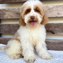 Stetson - Caramel male Australian Labradoodle puppy in Sarasota, Florida from GWagz