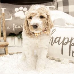 Goldendoodle Puppies from Best Doodles