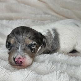 Mochi - Dapple male Dachshund puppy in Lakeland, Florida from Buckwild Doxies