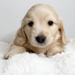 Caspian - Cream male Dachshund puppy in Redding, California from Jean & Mae Doxies