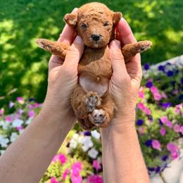 Alice - Apricot female Assorted Doodle Crosses puppy in Marysville, California from Dailey Doodles and Dachshunds