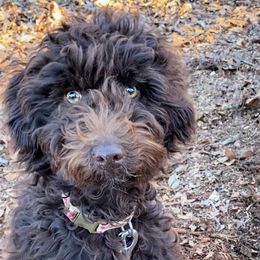 Maybelle - Australian Labradoodle