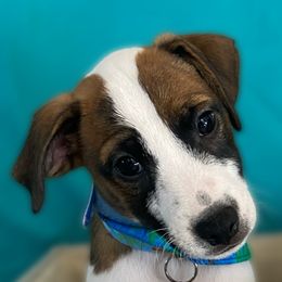 Boy - Boat Drinks - White and black Russell Terrier puppy in Englewood, Florida from Manasota Key Jack Russells