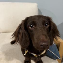 Minnie - Dachshund
