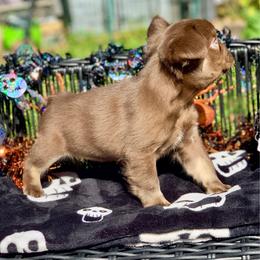 Randy Savage - Liver male French Bulldog puppy in Minneapolis, Minnesota from Flyazz Frenchies Kennels