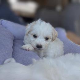 Little girl - White female Maltese puppy in Nevada from LAS VEGAS PUPPY