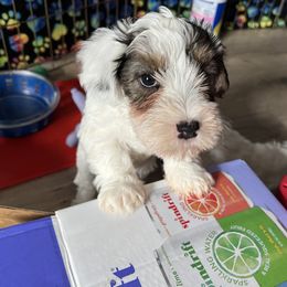 Girl 2 - Sealyham Terrier puppy in Fort Collins, Colorado from Altaco