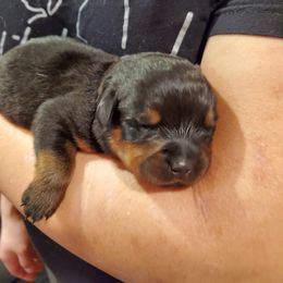 Rottweiler Puppies from Winter's Fate Kennels