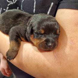 Rottweiler Puppies from Winter's Fate Kennels