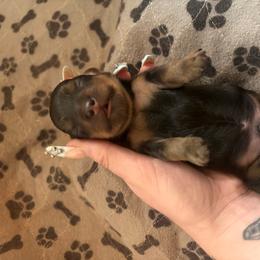 Boy 1 - Cream male Dachshund puppy in Cottonwood, Arizona from JuniperWood Dachshunds