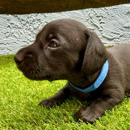 Blue collar black boy - Black male Dachshund puppy in Orlando, Florida from Weiner Wunderland of Central Florida