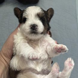 Miley - Parti female Miniature Schnauzer puppy in Kingsport, Tennessee from Olde Tyme Miniature Schnauzer’s