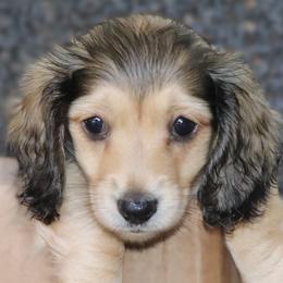 Lorelei - Blue and tan female Dachshund puppy in Azle, Texas from American Dachshunds
