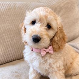 Hope - Cream female Goldendoodle puppy in Portland, Tennessee from Happy_Tails_by_TJ