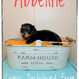 Abbeline - Black and cream female Dachshund puppy in Cincinnati, Ohio from Caines Dachshund Farm