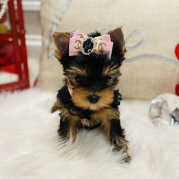 Yorkshire Terrier Puppies from Green Mountain Designer Yorkies
