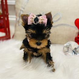 Yorkshire Terrier Puppies from Green Mountain Designer Yorkies