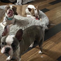 Boston Terriers, Companion Crosses, and French Bulldogs from Cozy Companions