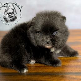 Mocha - Black female Pomeranian puppy in Fultonville, New York from Sandy Aussies & Pomeranians