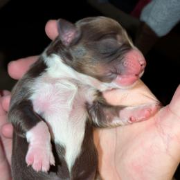 Avril - Red tri female Toy Australian Shepherd puppy in Shepherd, Texas from GAMALA Farm & Kennels