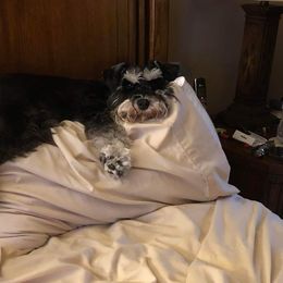 Miniature Schnauzer Puppies from A'Lord Miniature Schnauzer