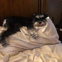 Miniature Schnauzer Puppies from A'Lord Miniature Schnauzer