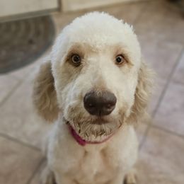 Rosie - Goldendoodle