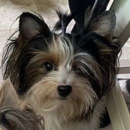 Noemi - Biewer Terrier