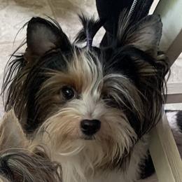 Noemi - Biewer Terrier