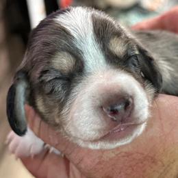 Boy 1 - Piebald male Dachshund puppy in Palm Coast, Florida from Michelle’s Mini Dachshunds