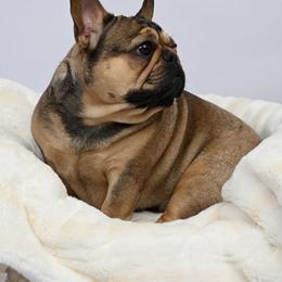 Zoe - French Bulldog