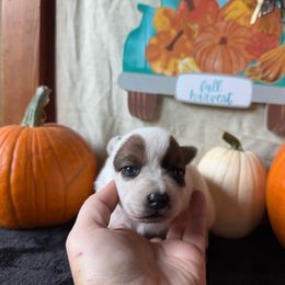Rider - Red speckled male Australian Cattle Dog puppy in Cottage Grove, Oregon from Heirloom Ranch