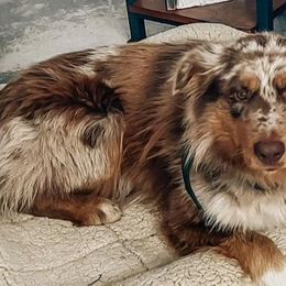 Australian Shepherds from Cooper Plantation