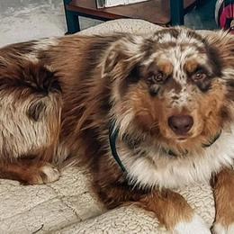 Australian Shepherds from Cooper Plantation