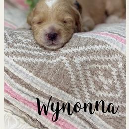 Wynonna - Caramel female Australian Labradoodle puppy in Gladstone, Oregon from Beaver State Labradoodles