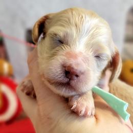 Boy 1 - Dachshund puppy from Brown's Valley Dachshunds