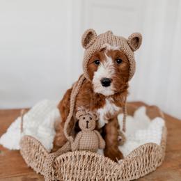 Alabaster - Red  male Goldendoodle puppy in Roanoke Rapids, North Carolina from Sweeter than Honey Doodles