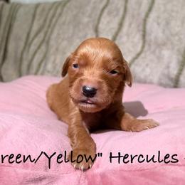 Hercules - Dark golden male Golden Retriever puppy in Weston, Missouri from Love is Golden