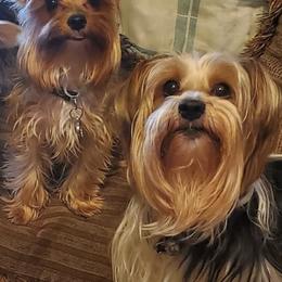 Miniature Schnauzers and Yorkshire Terriers from Cuddly Cutts Pets