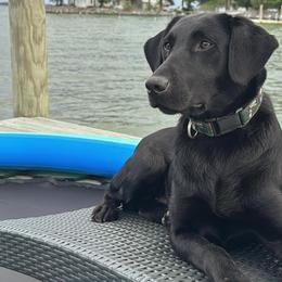 Ash - Labrador Retriever