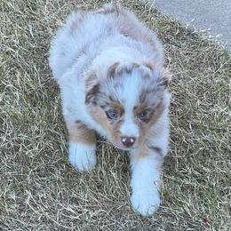 Miniature Australian Shepherds and Toy Australian Shepherds from Cedar Ridge Miniature Aussies