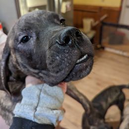 Boy 3 - Mastiff puppy in Rotterdam, New York from Geier's English Mastiff's🐾❤️