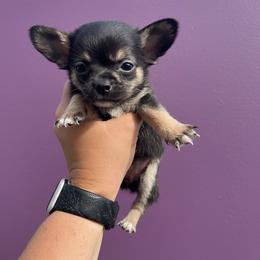 Bella       Jillian - Black and tan female Chihuahua puppy in Harlan, Iowa from Home Grown Chihuahuas From Iowa