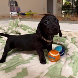 Duchess - Black female Dachshund puppy in Los Angeles, California from Dachshunds of the Desert